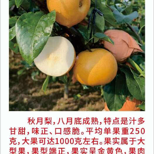 秋月梨树苗