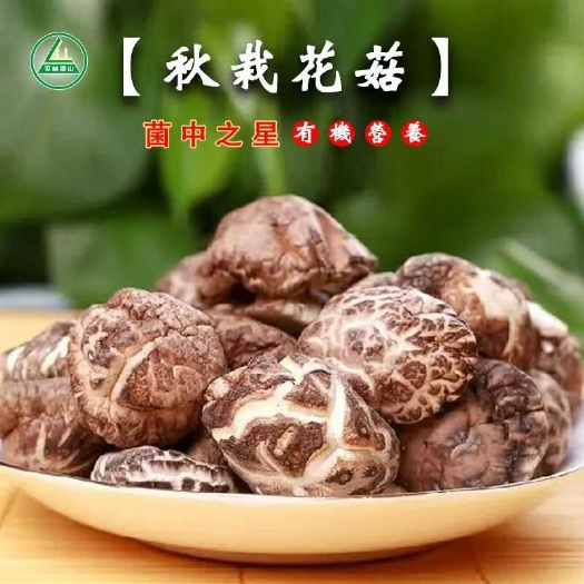 秋栽花菇
