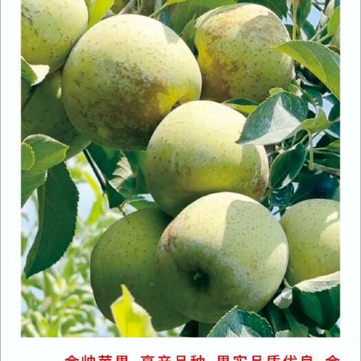砀山县金帅苹果树苗