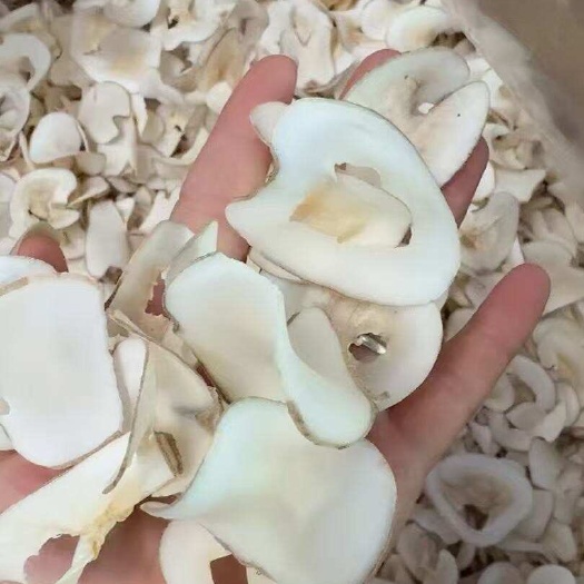 广州海底椰片  整箱批发  大量现货