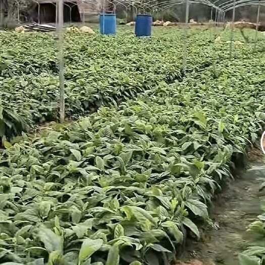 灵山县五指毛桃苗