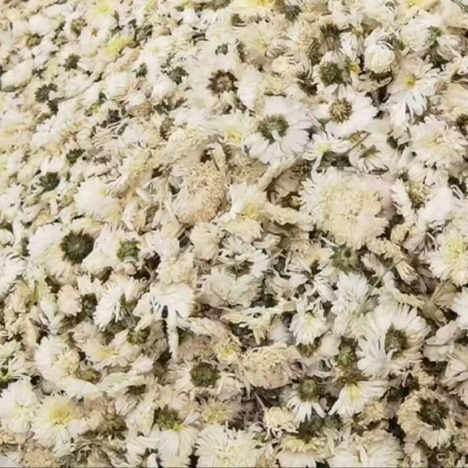 亳州中药材菊花 七月菊 新货