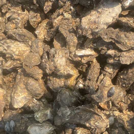 连云港连云港赣榆区鲜活全壳生蚝产地直发持证经营食品许可证