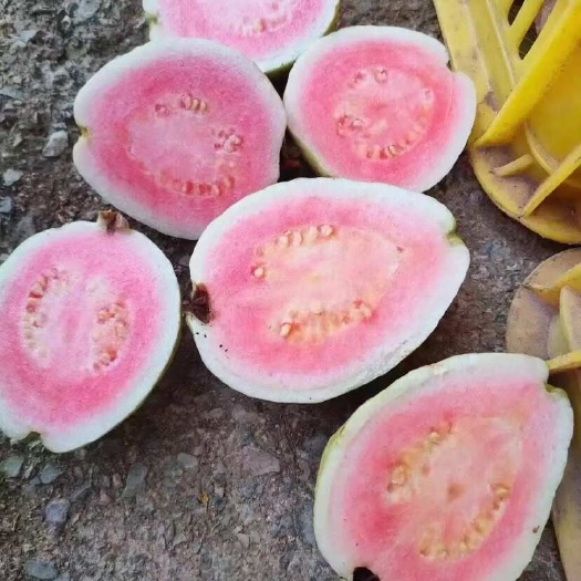 灵山县西瓜芭乐