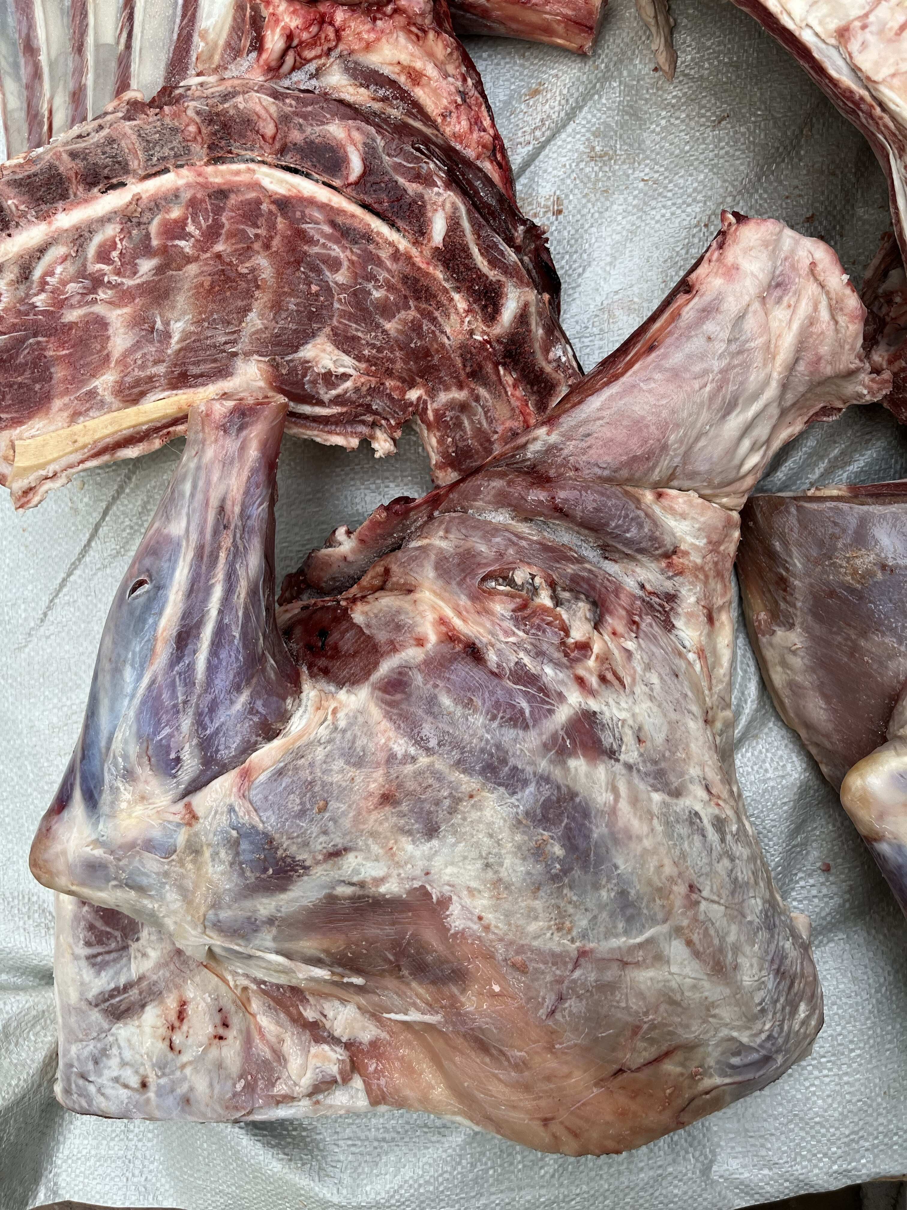 羊酮体，羊四分体