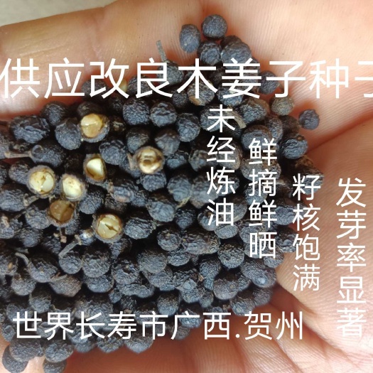 贺州改良木姜子山苍子山胡椒