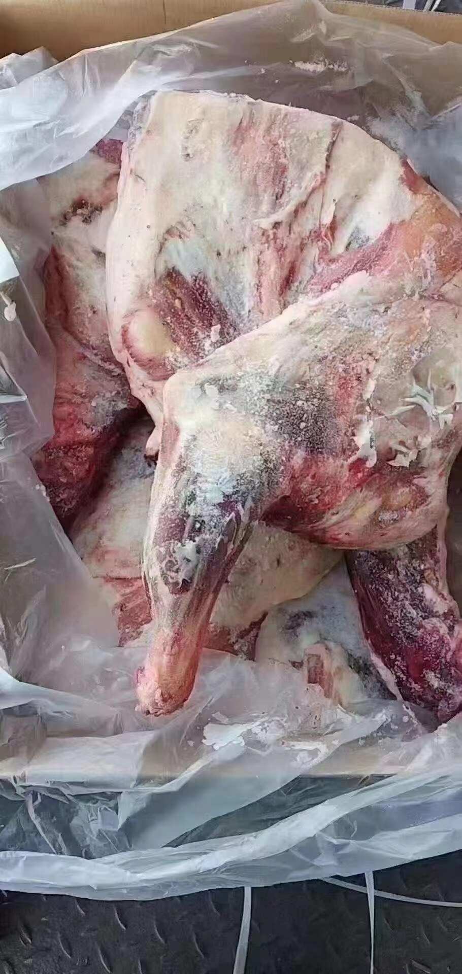 羊酮体，羊四分体