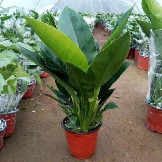 广州天堂鸟盆栽室内客厅大型绿植办公室大叶植物花卉鹤望兰去甲醛新房