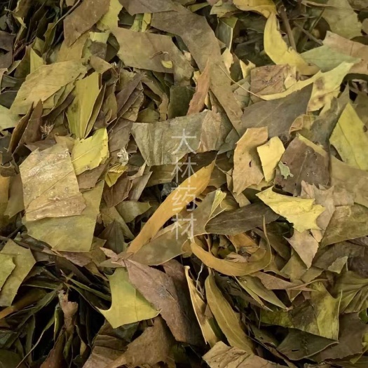 长期供应｛十大功劳叶｝可批量可零售量大从优【包邮】