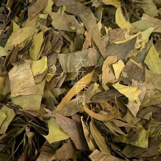 玉林长期供应｛十大功劳叶｝可批量可零售量大从优【包邮】