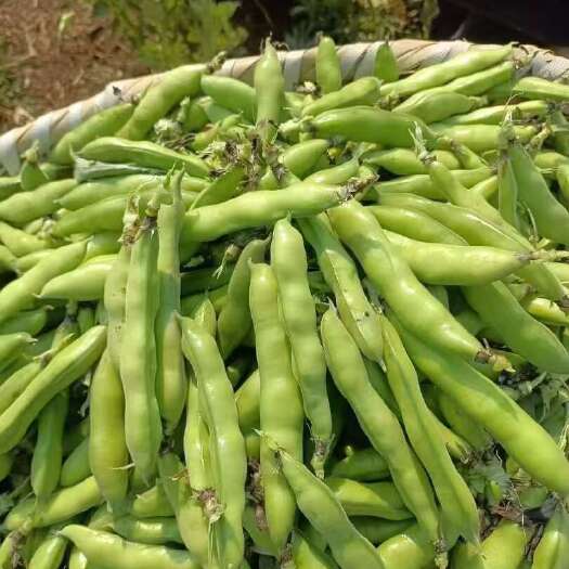 嵩明县云南蚕豆，优质胡豆大量上市欢迎采购