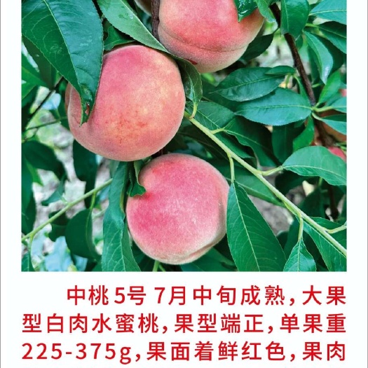 砀山县中桃5号桃苗