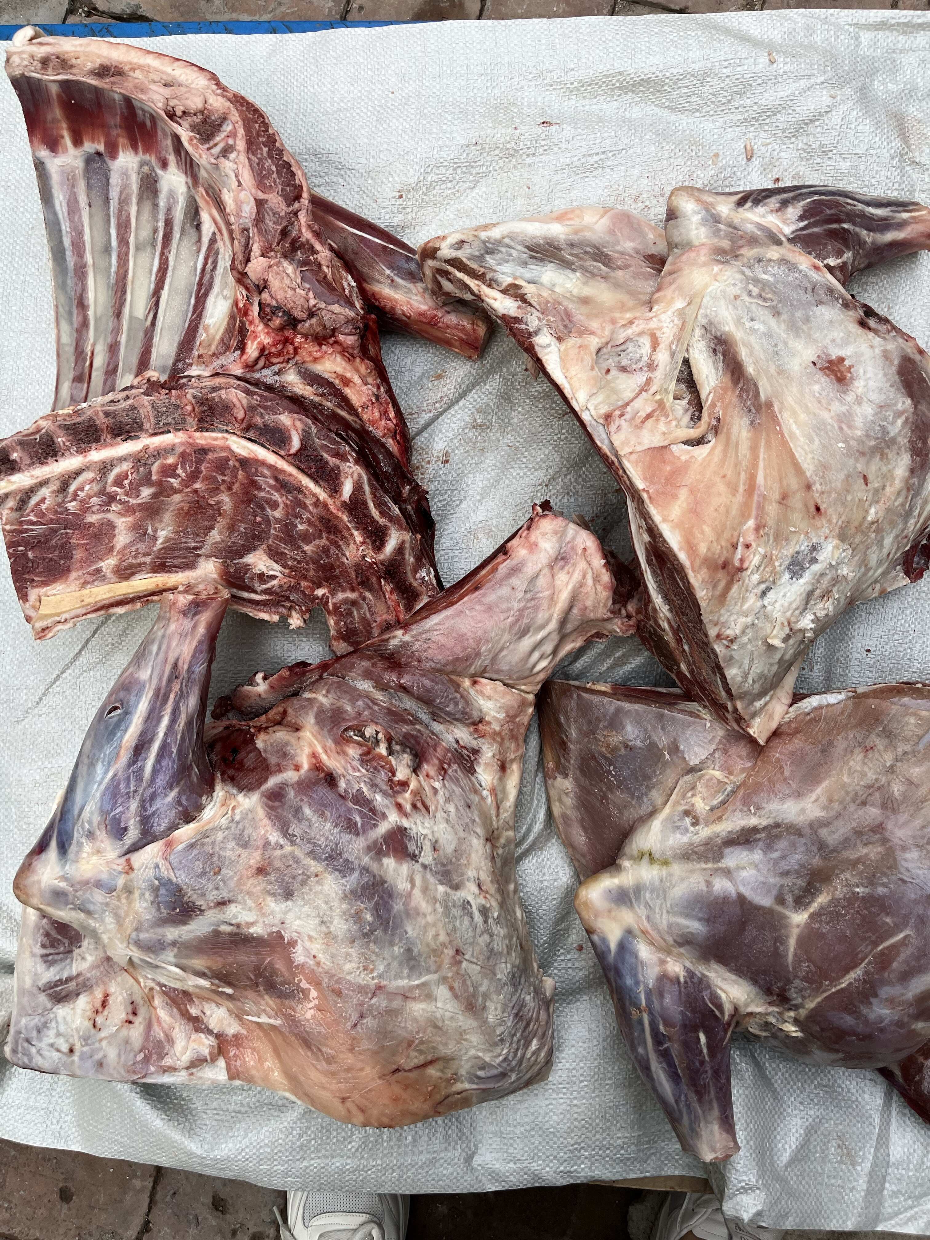 羊酮体，羊四分体