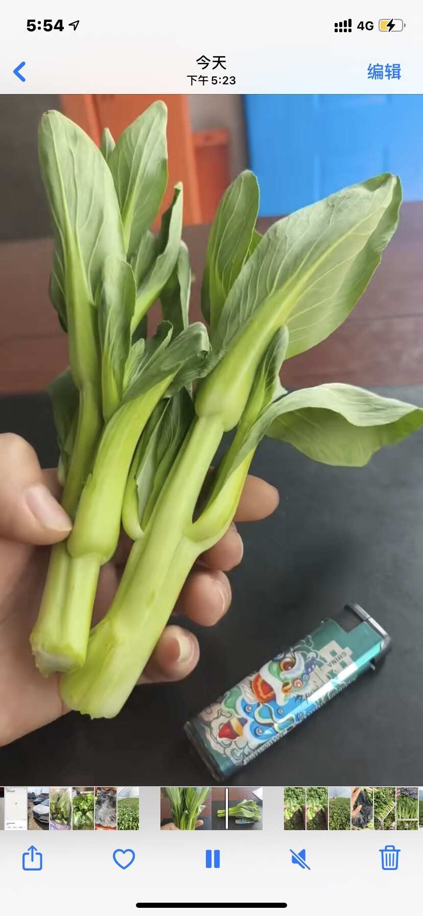 安徽阜阳太和县新鲜油菜苔 产地直销支持代发整车物流发货