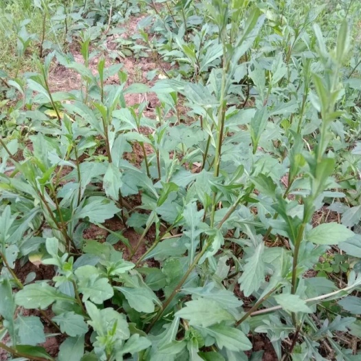 习水县中草药鱼鳅串路边菊脾仔草现采鲜货或干货 包邮