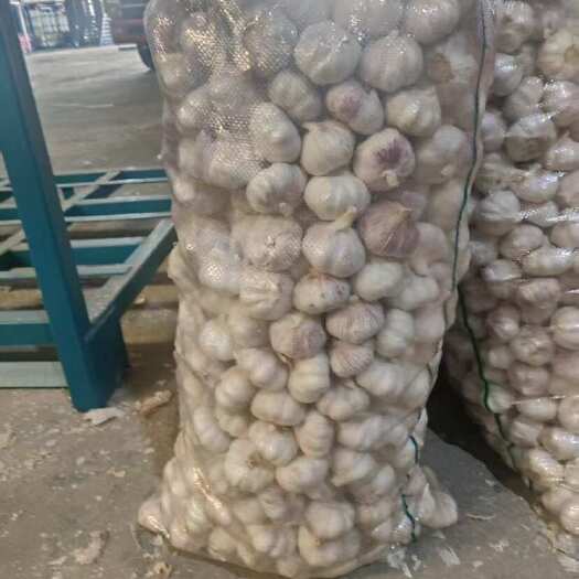 金乡县紫皮大蒜 独头蒜 价格优惠