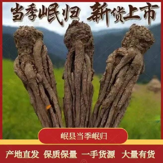 【甘肃岷县优选无硫当归原条】岷县产地直发 保质保量 货源充