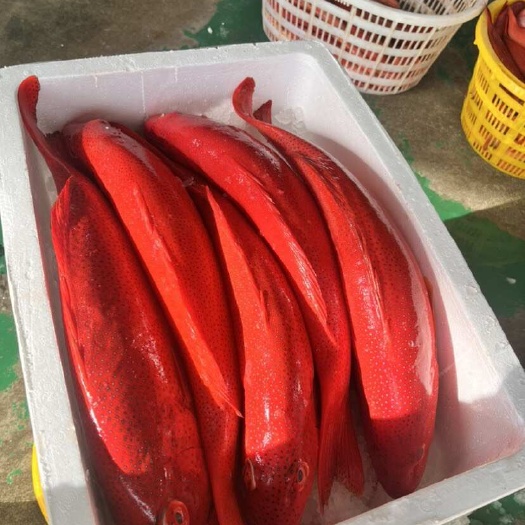 温州东星斑