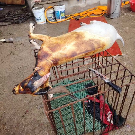 威宁县贵州跑山羊肉