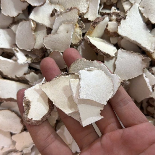 广州虎乳菌   虎乳菌 干货  切片批发（碎片）