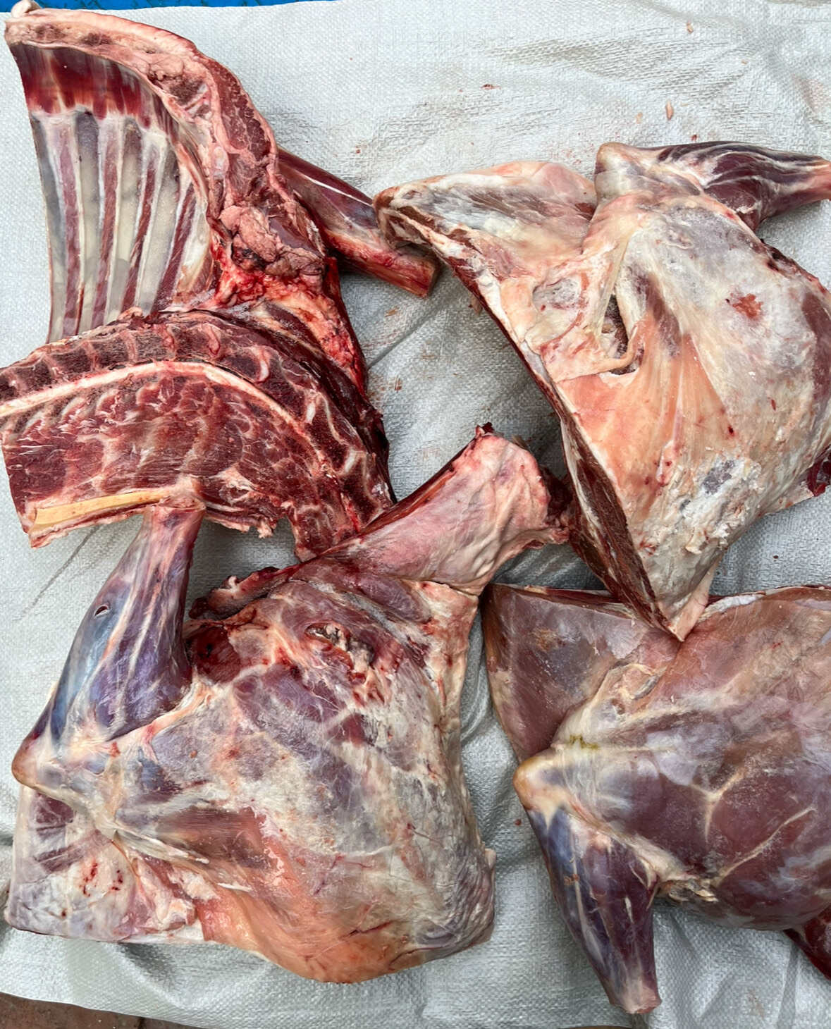 羊酮体，羊四分体