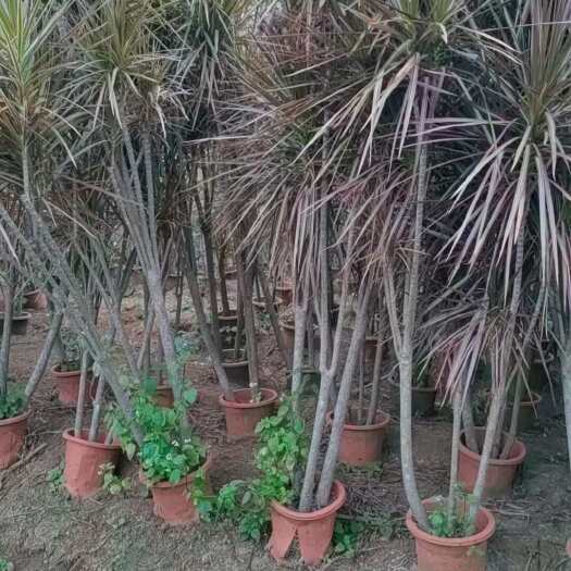 湛江七彩马尾铁盆栽优质培育苗木花草景观美化优选盆栽植物