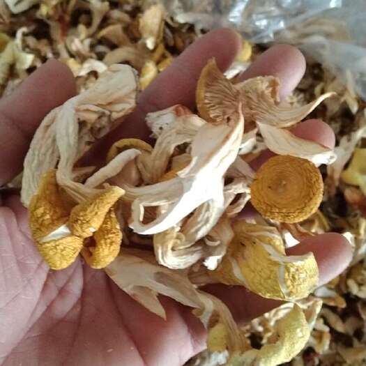 金堂县2O25年鸡油菌新货上市
