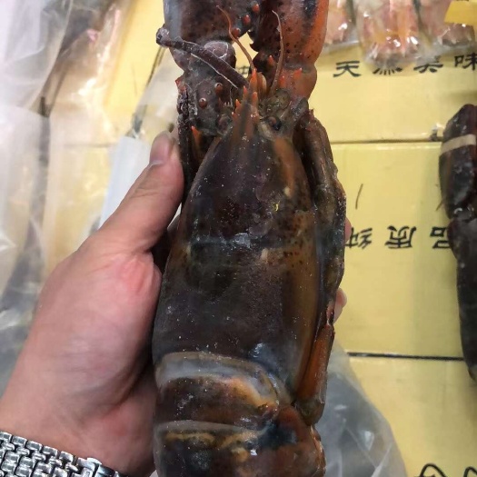 波士顿龙虾