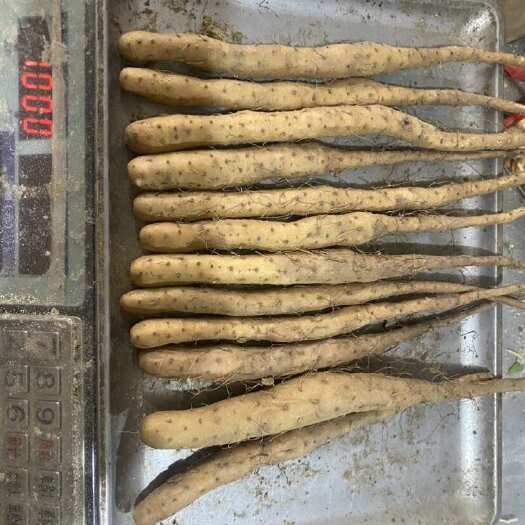 宁晋县铁棍山药原种豆苗