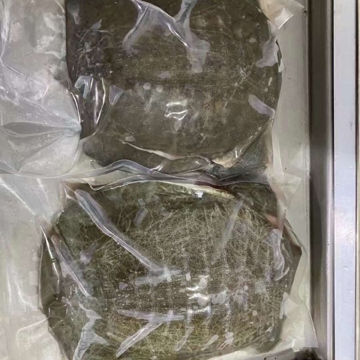 汉寿甲鱼