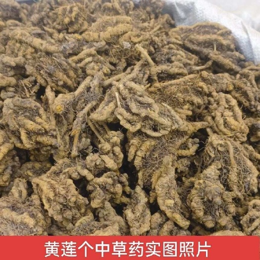 深山整个黄连无土高品质鸡爪黄连黄连个川黄连单支黄连