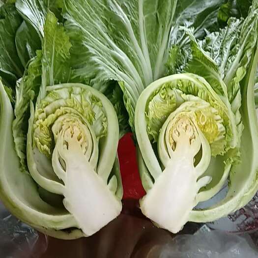 佛山包心大芥菜产地直发