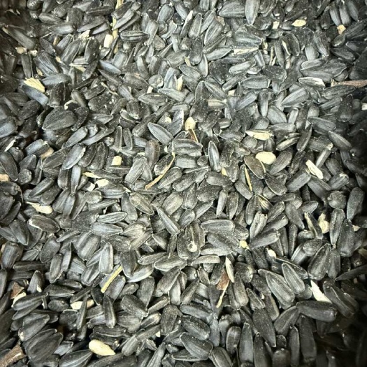 塔城市俄罗斯，哈萨克斯坦高品质葵花籽油葵，量大质优，一手货源