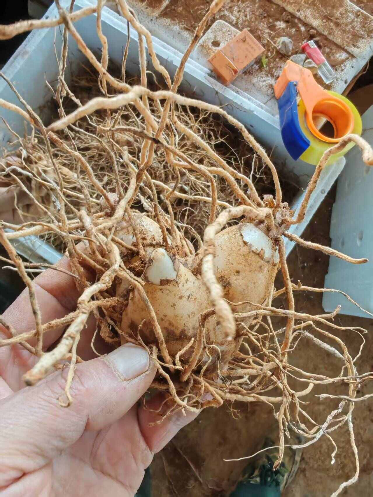 白芨种苗批发，白芨种块儿批发