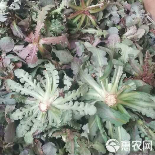 本溪苦菜