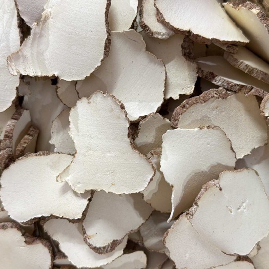 虎乳菌  虎乳菌干货  中片 大量批发
