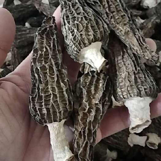 金堂县手选无碎沫无渣黑色厚肉菌盖5一6厘米左右