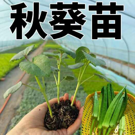 超嫩水果秋葵黄绿红秋葵苗带土球发货更耐老四季秋葵大苗当季阳台