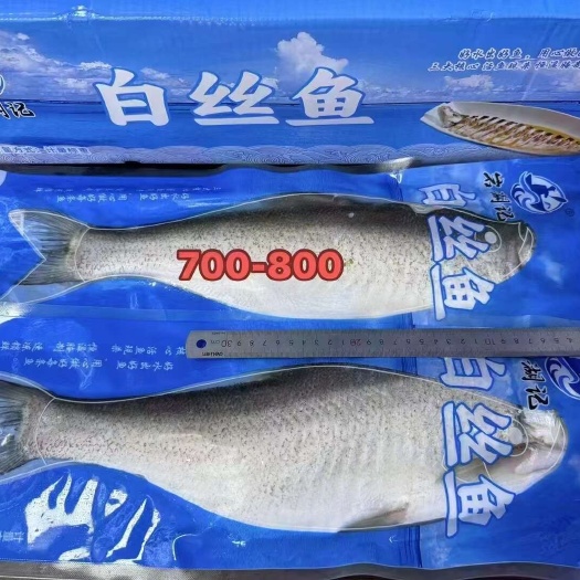 重庆市白丝鱼