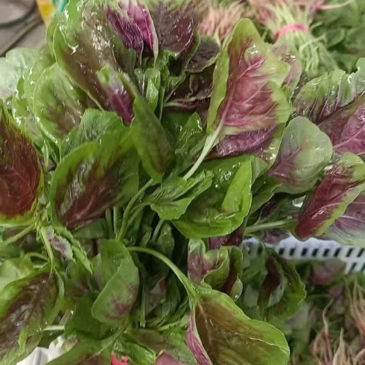 怀宁县新鲜苋菜