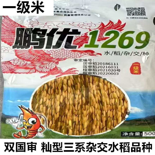 沭阳县杂交水稻种子鹏优1269优质高产抗倒长粒香米稻谷种子双国审稻