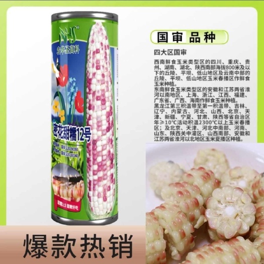 沭阳县四大区国审密花甜糯12号彩甜糯玉米种子绿皮大棒甜加糯鲜食玉米