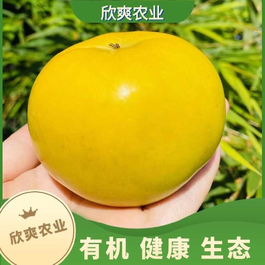长沙县太秋甜柿杯苗湖南长沙基地直发批发