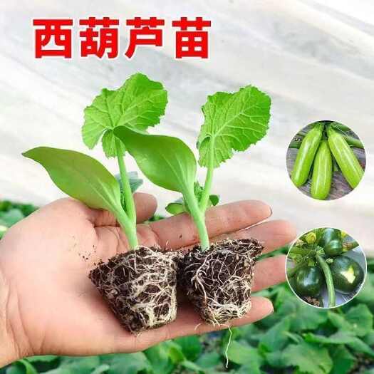 潍坊早春西葫芦苗子早熟高产春季阳台盆栽蔬菜苗秧营养高口感好春天