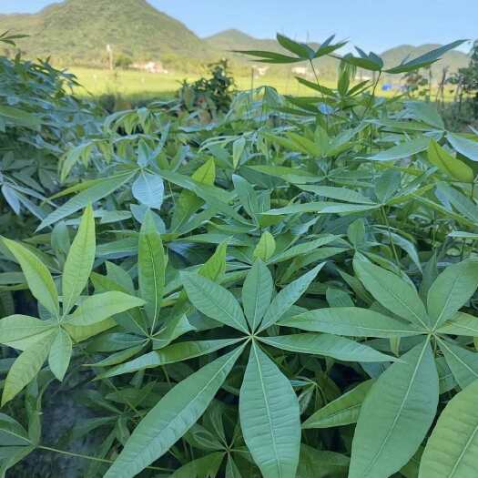 湛江产田发财树苗