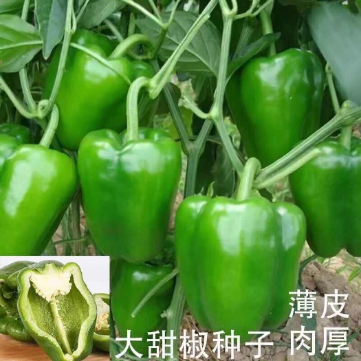 成都特大甜椒种子大甜椒青椒灯笼椒菜椒辣椒种子阳台春秋冬季蔬菜种子