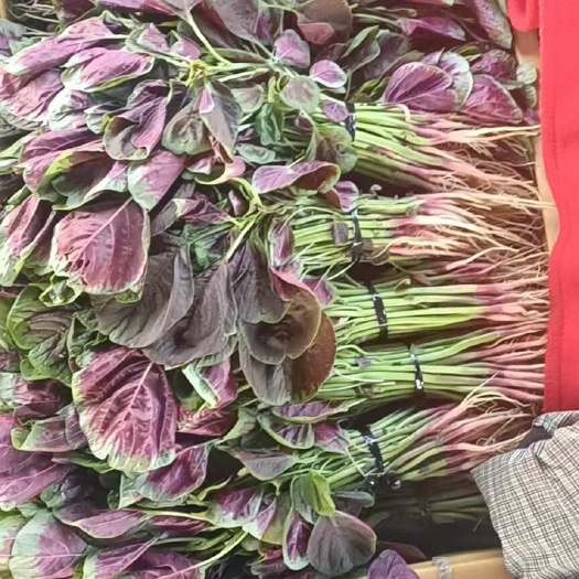 怀宁县新鲜苋菜