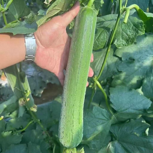 丝瓜苗 杂交短丝瓜苗 肉丝瓜苗 棱丝瓜苗 越夏强雌丝瓜苗圆头