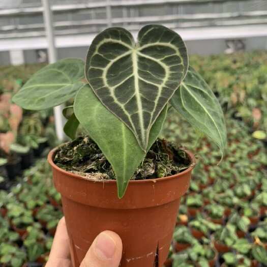 惠东县水晶花烛3号克莱恩，自培品种，基地直供