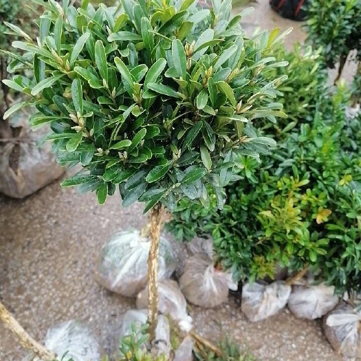 阳朔县四十高的棒棒糖型雀舌黄杨